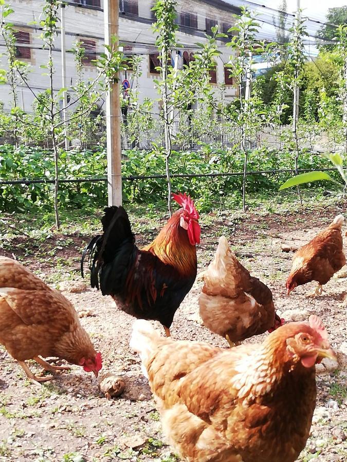 Ansitz Grustdorf Διαμέρισμα Appiano Sulla Strada Del Vino Εξωτερικό φωτογραφία