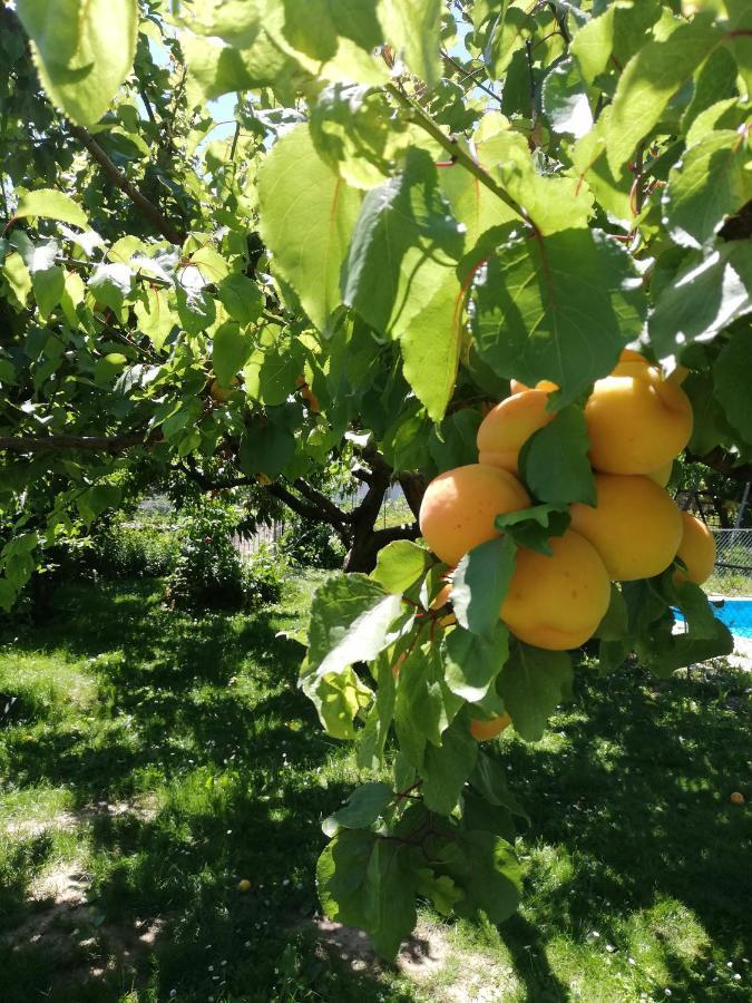 Ansitz Grustdorf Διαμέρισμα Appiano Sulla Strada Del Vino Εξωτερικό φωτογραφία