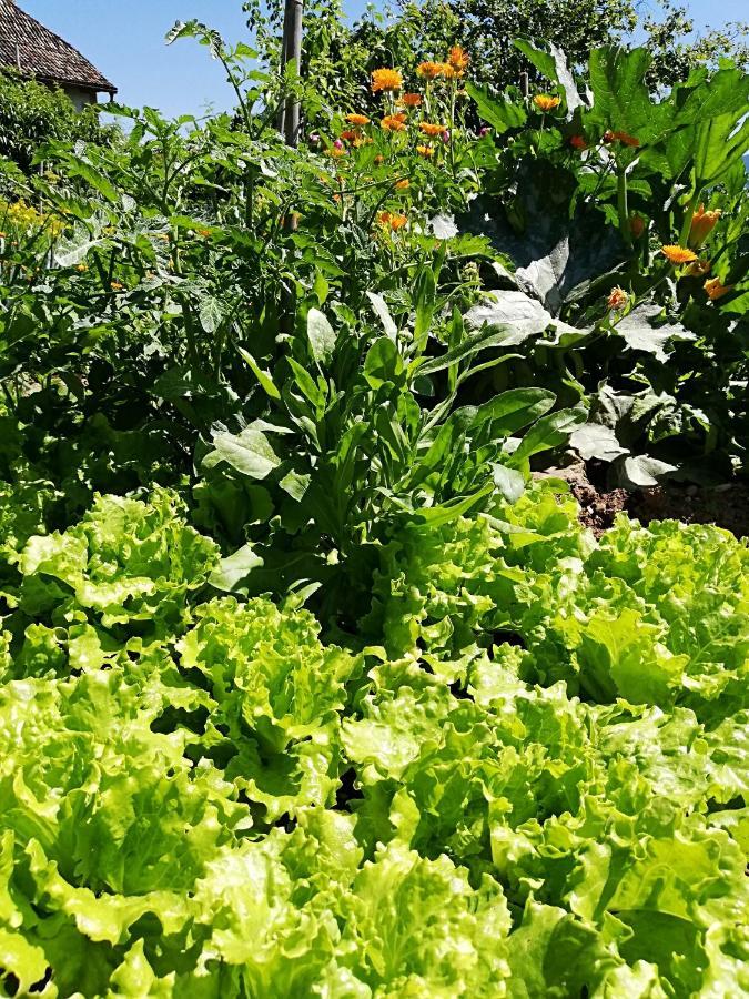 Ansitz Grustdorf Διαμέρισμα Appiano Sulla Strada Del Vino Εξωτερικό φωτογραφία