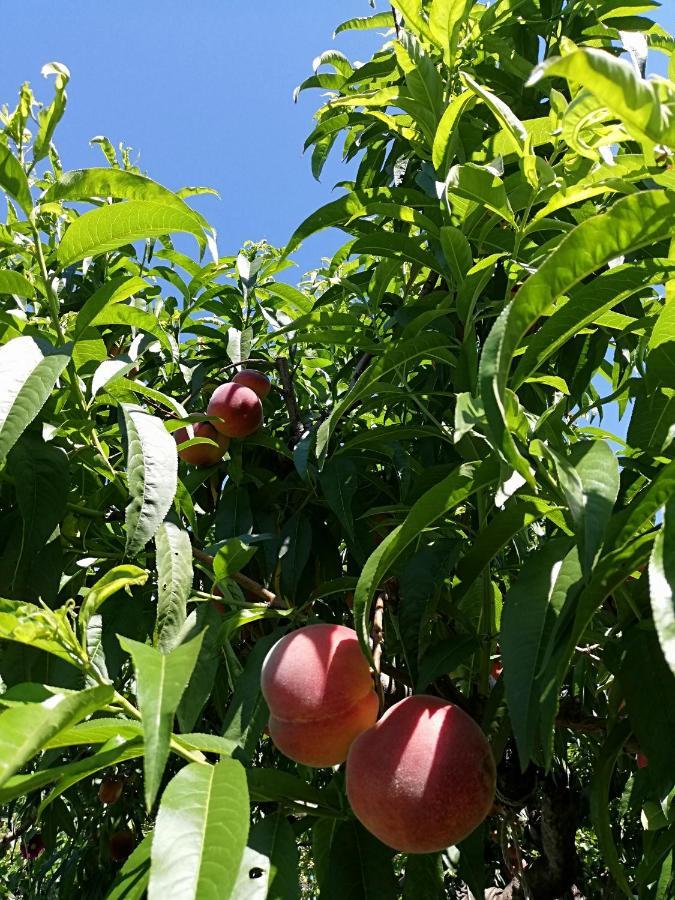 Ansitz Grustdorf Διαμέρισμα Appiano Sulla Strada Del Vino Εξωτερικό φωτογραφία